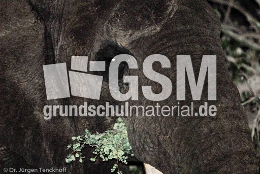 Afrikanischer Elefant (14 von 131).jpg